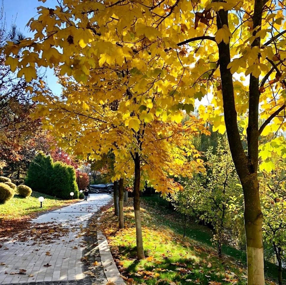 Day, Neighbourhood, Natural landscape, Garden, Autumn, On site