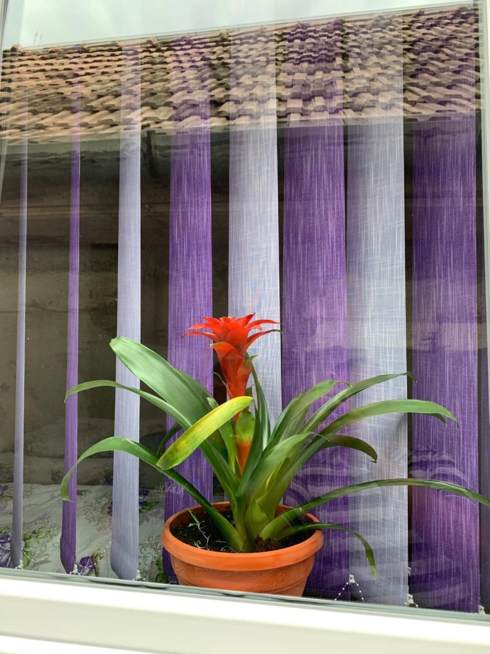 Pensiunea Casa Maria Bed and Breakfast in Cluj-Napoca