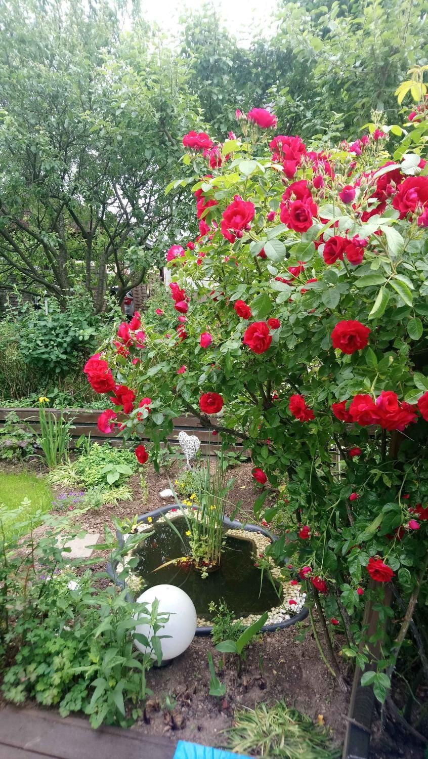 Summer, Garden