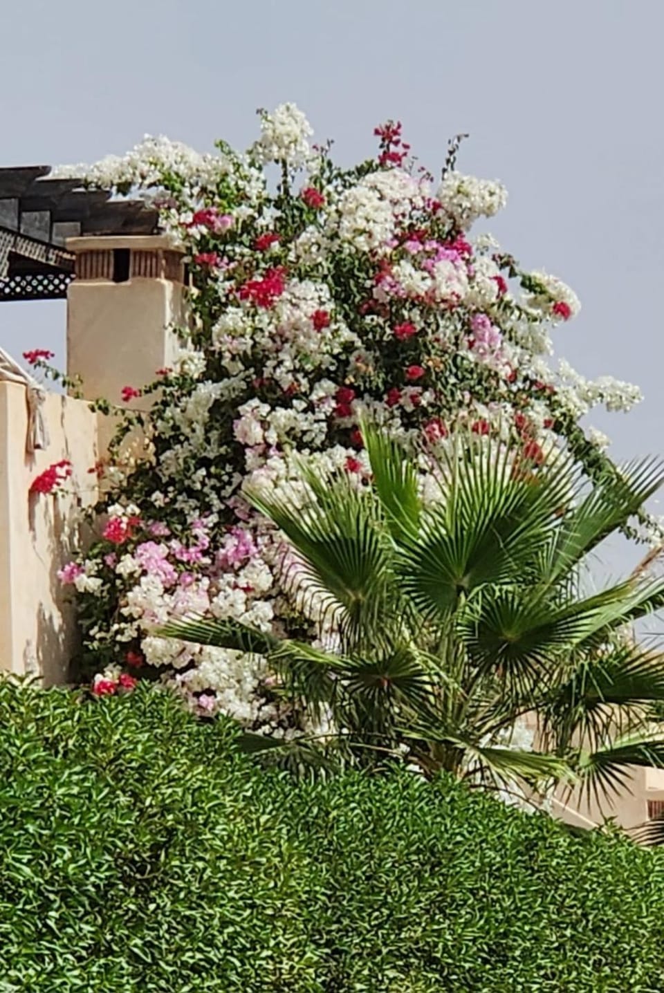 Spring, Day, Garden, Garden view