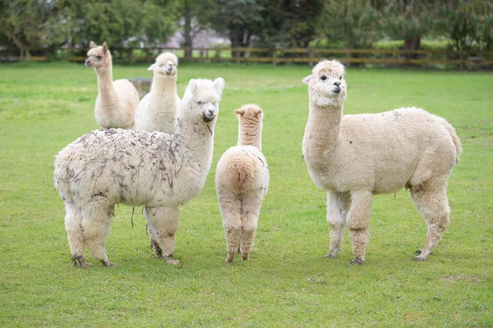 Animals