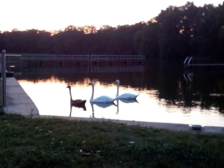 Animals