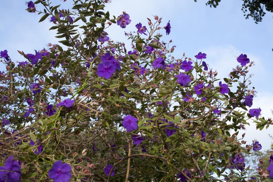 Natural landscape, Garden