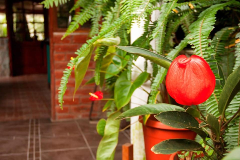 Property building, Patio, Garden, Decorative detail, Area and facilities