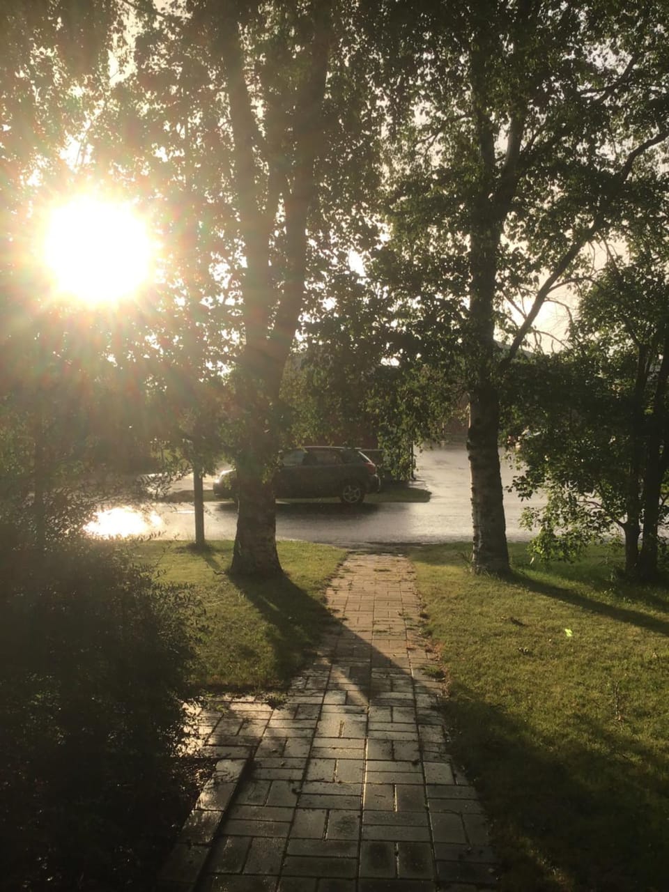 Natural landscape, Garden, Sunset