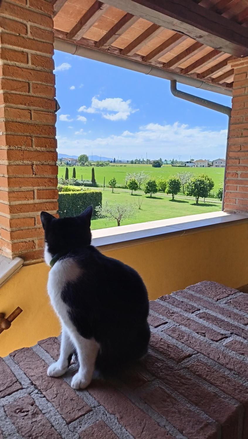 Day, Garden, Animals, Pets, Garden view, Seasons