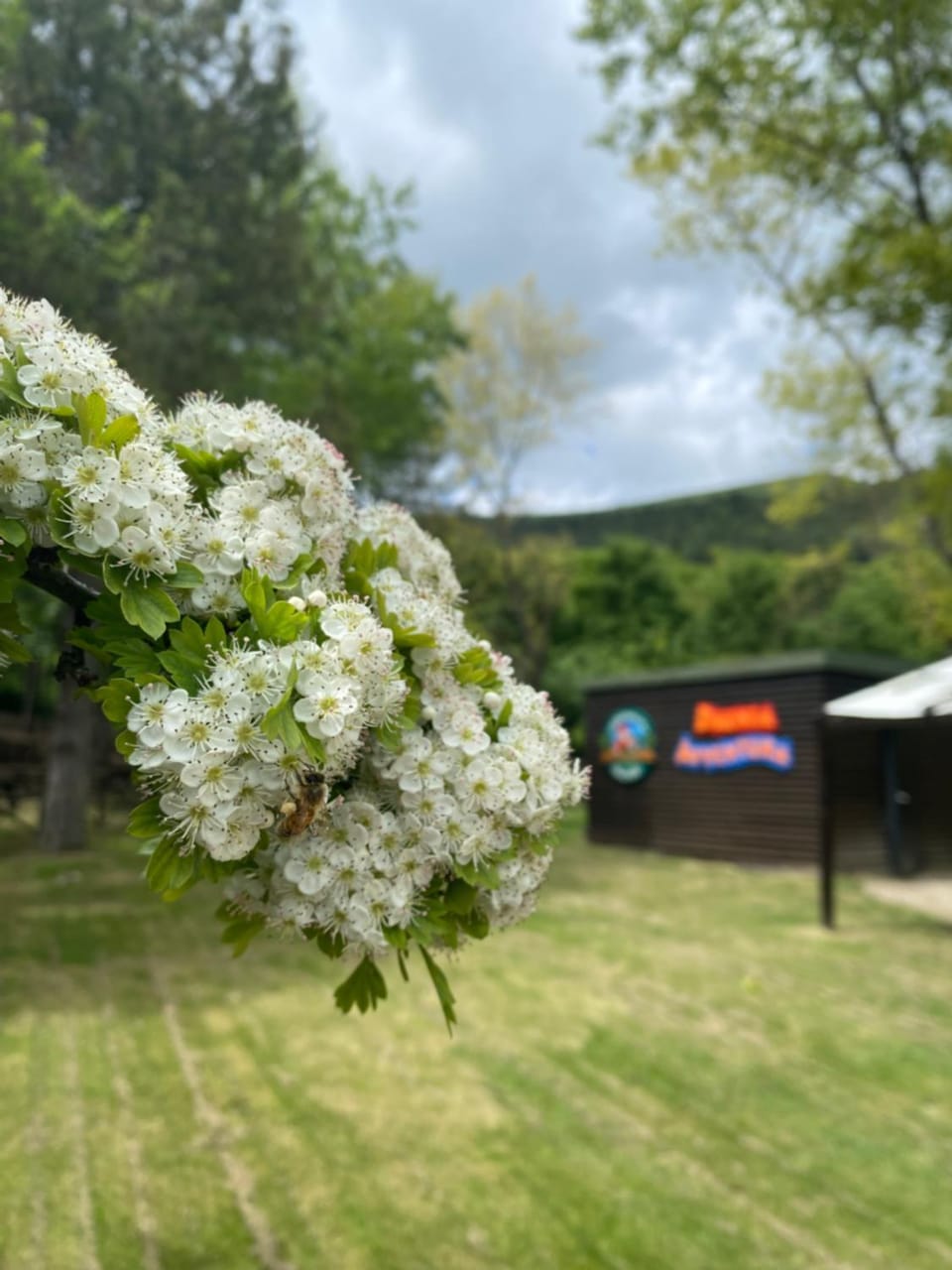 Spring, Day, Natural landscape, Garden, Garden view