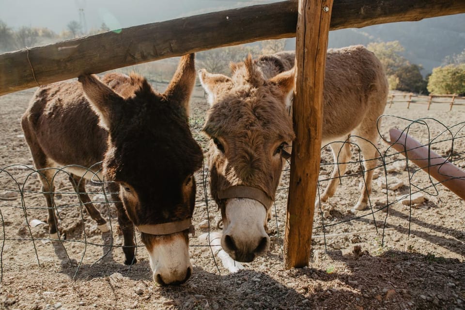 Agriturismo Le Piagge Farm Stay in Liguria