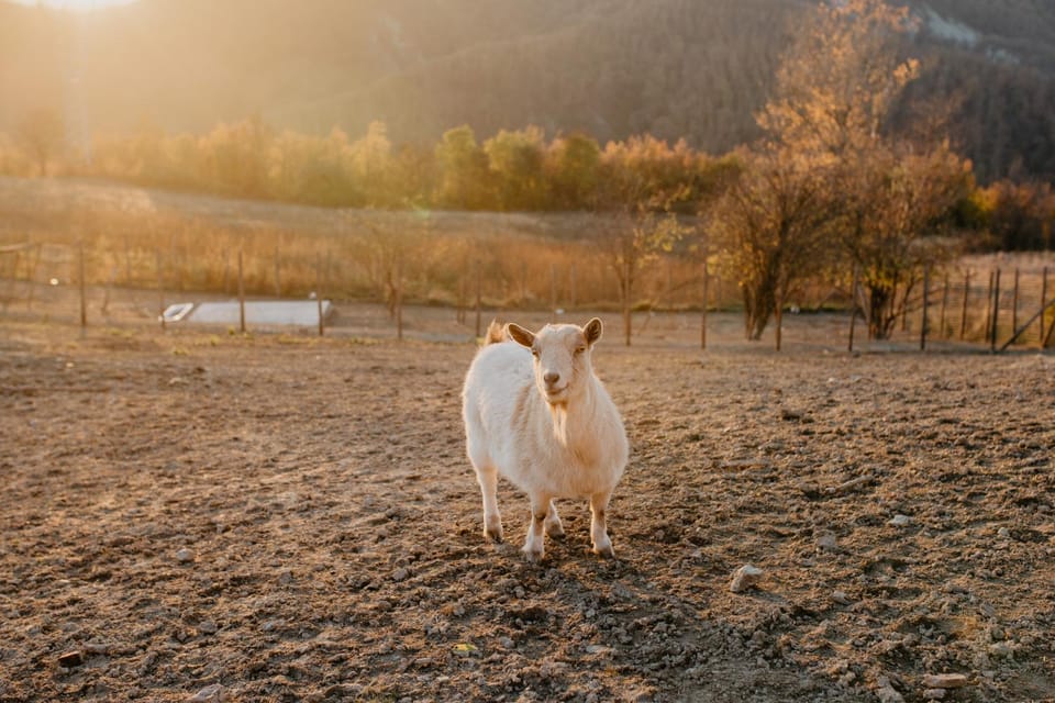 Agriturismo Le Piagge Farm Stay in Liguria