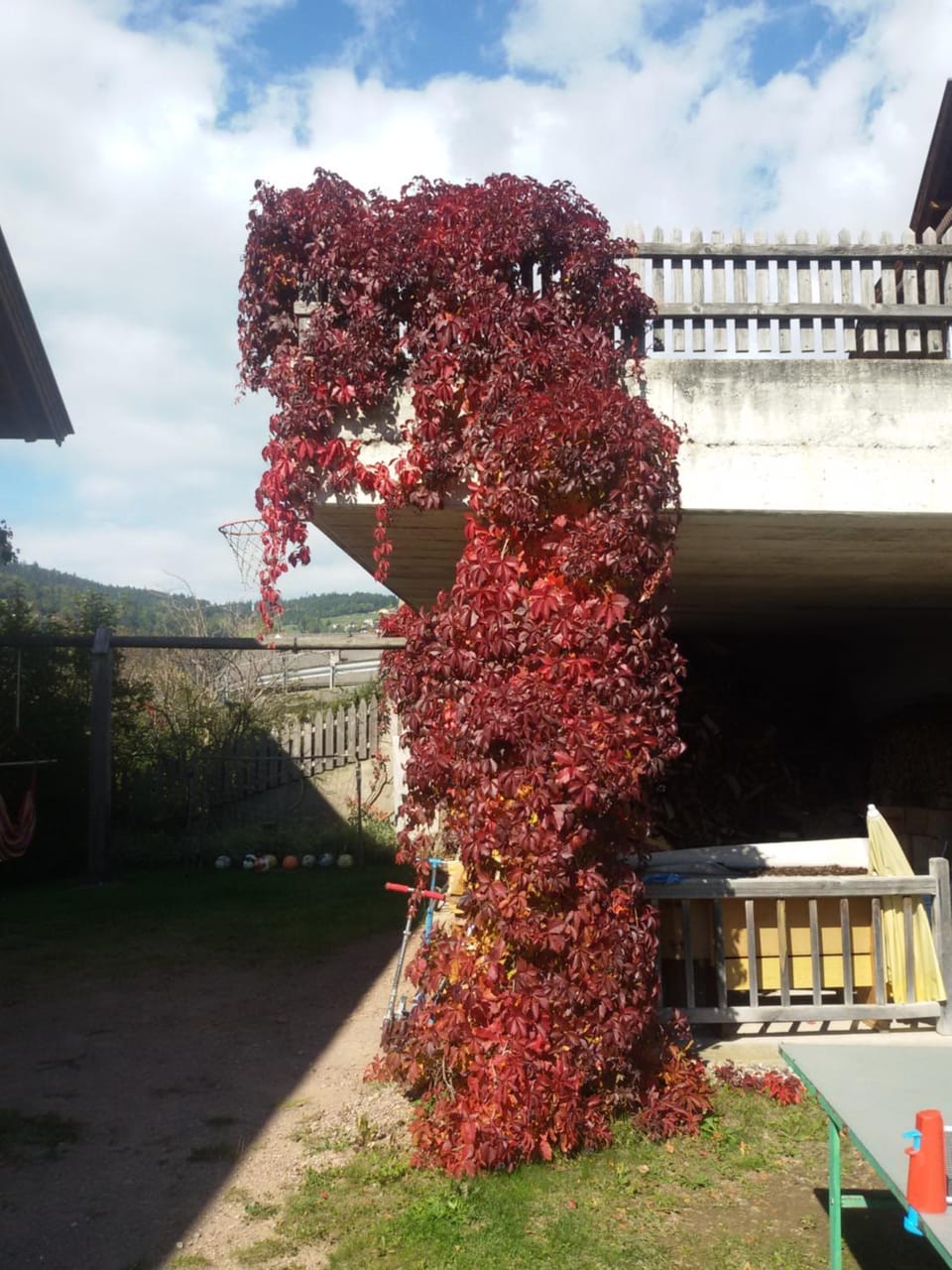 Garden view
