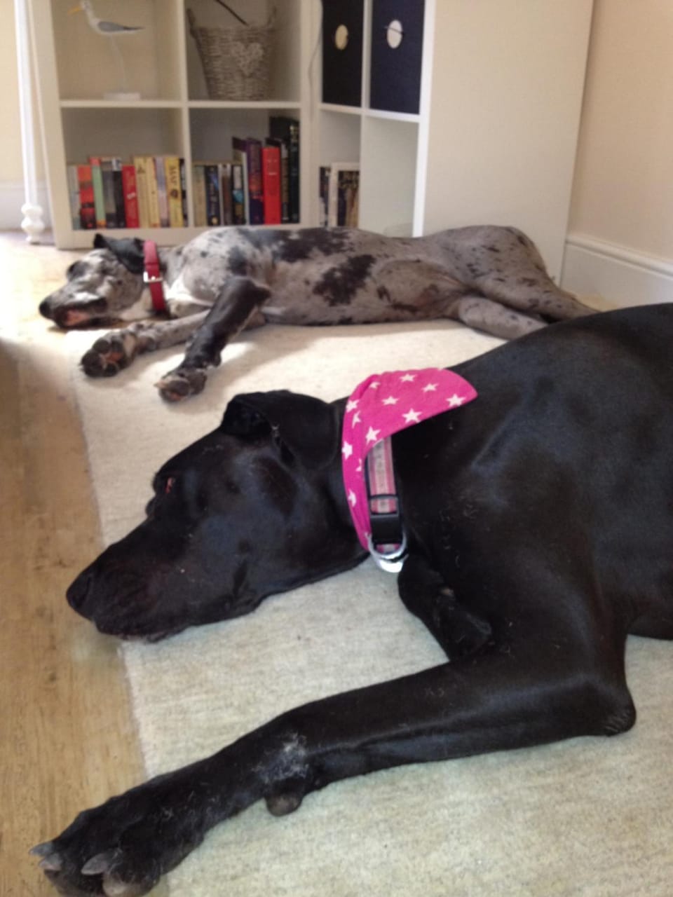 Animals, Pets