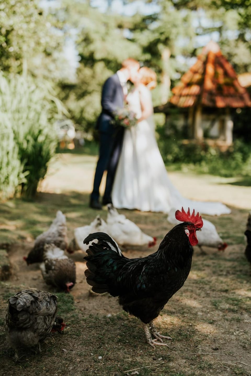 Animals, wedding