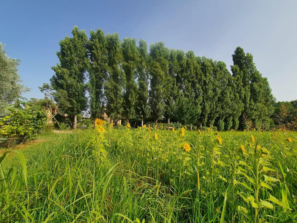 Day, Natural landscape, Garden, Garden view