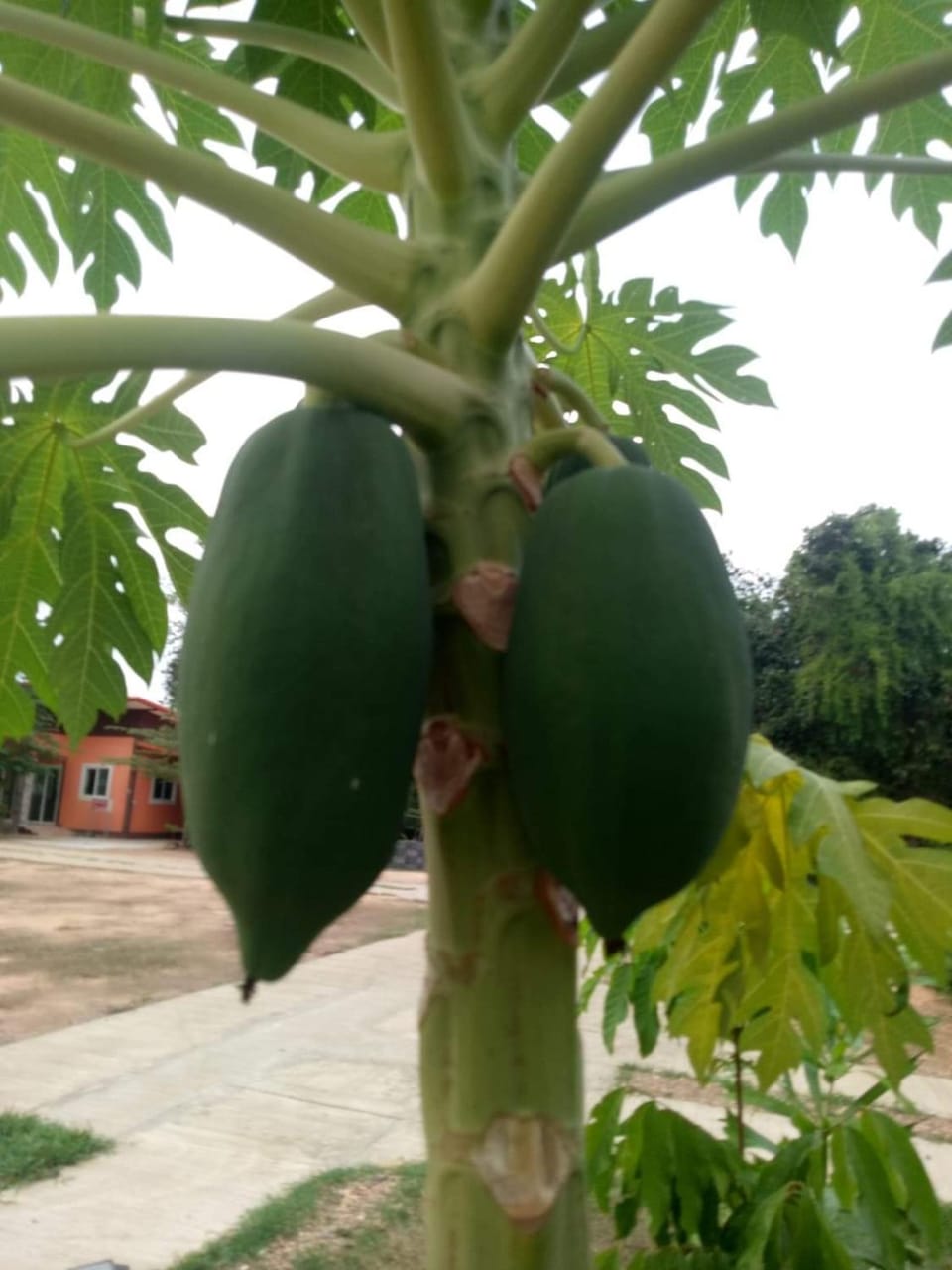 Garden view