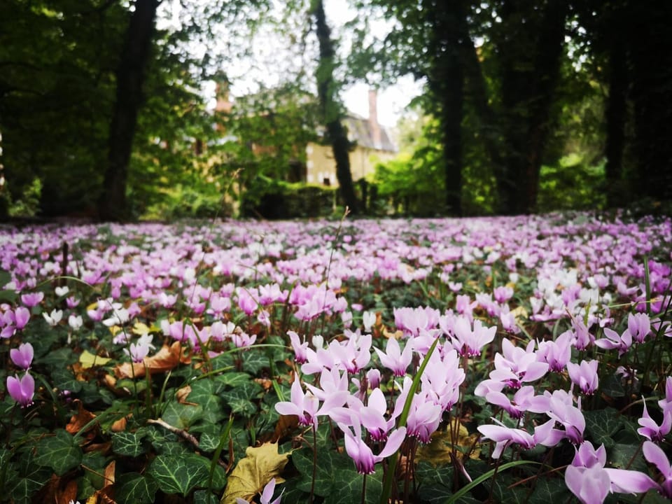 Garden, Autumn