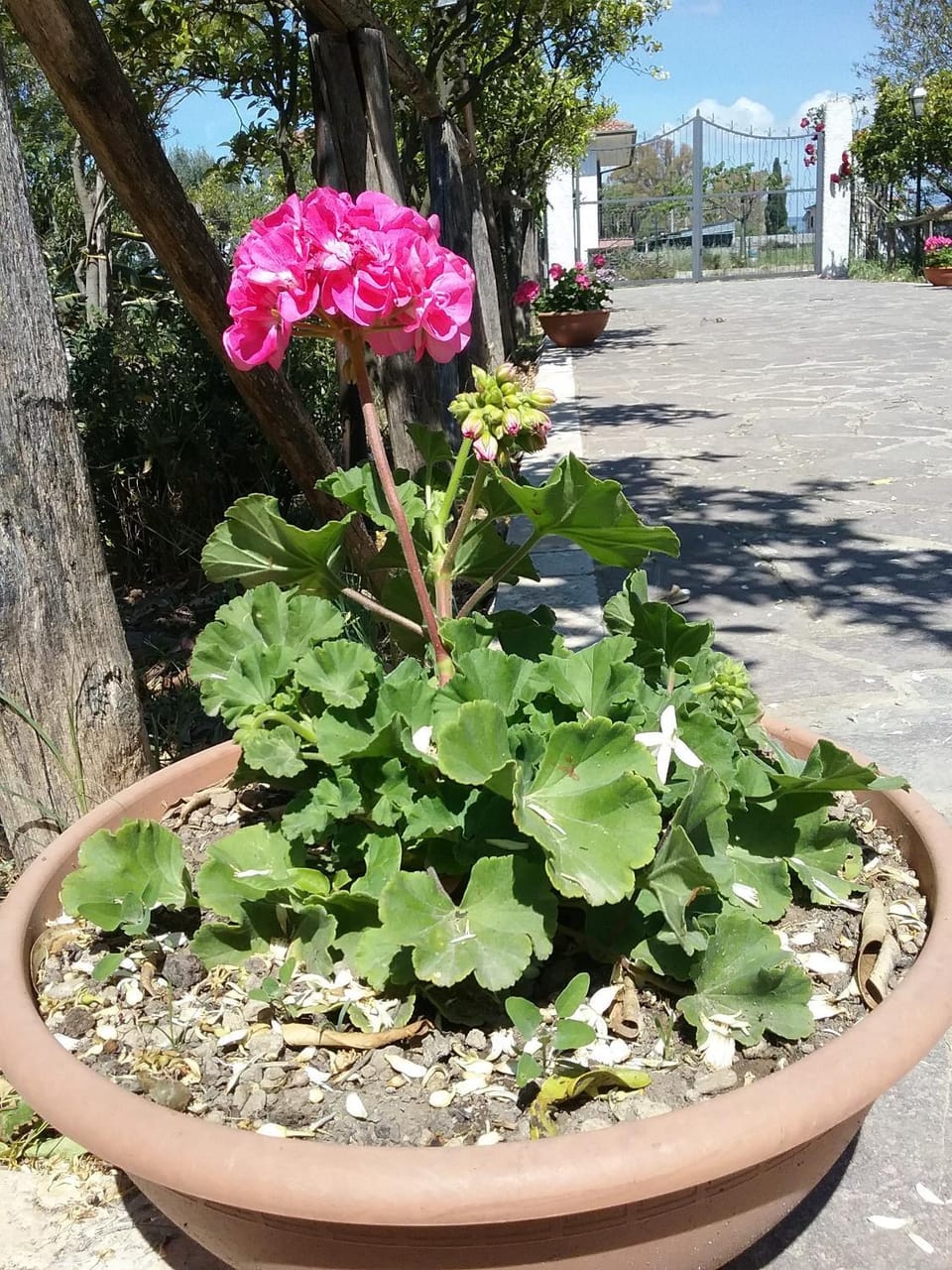 Garden view