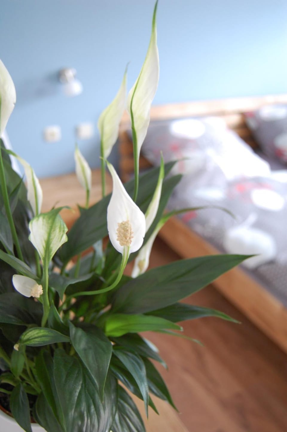 Harz Haus Kati - Fewo Talblick Apartment in Bad Sachsa