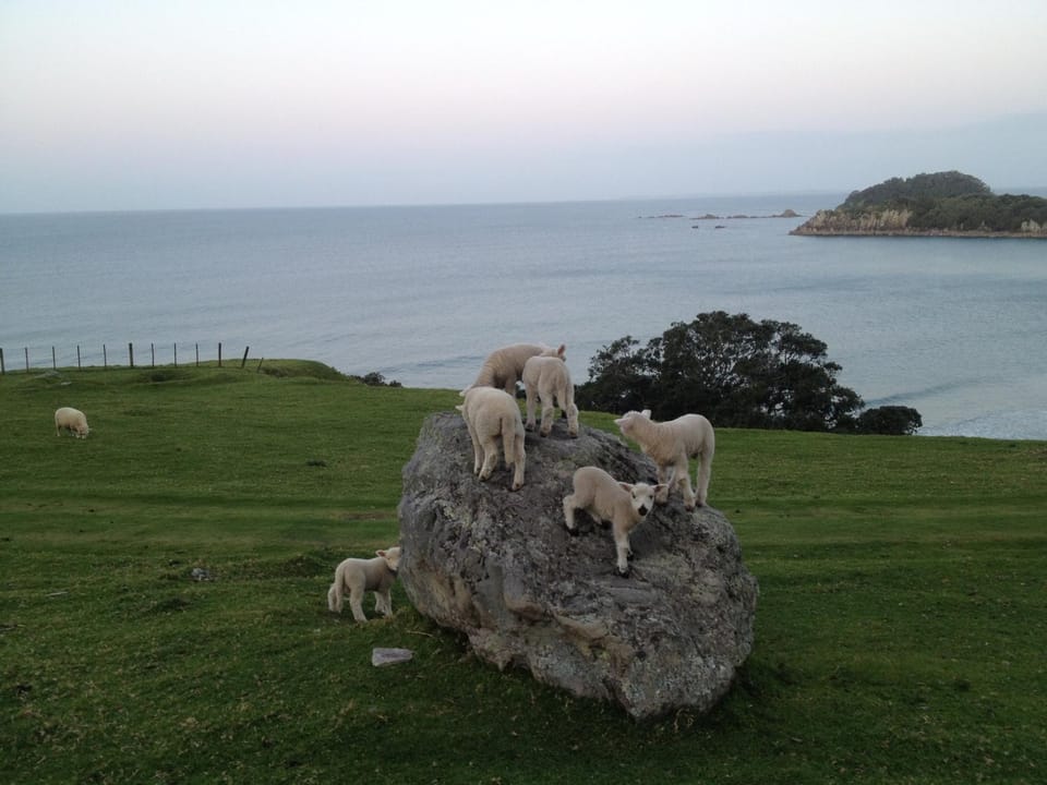Spring, Off site, Animals
