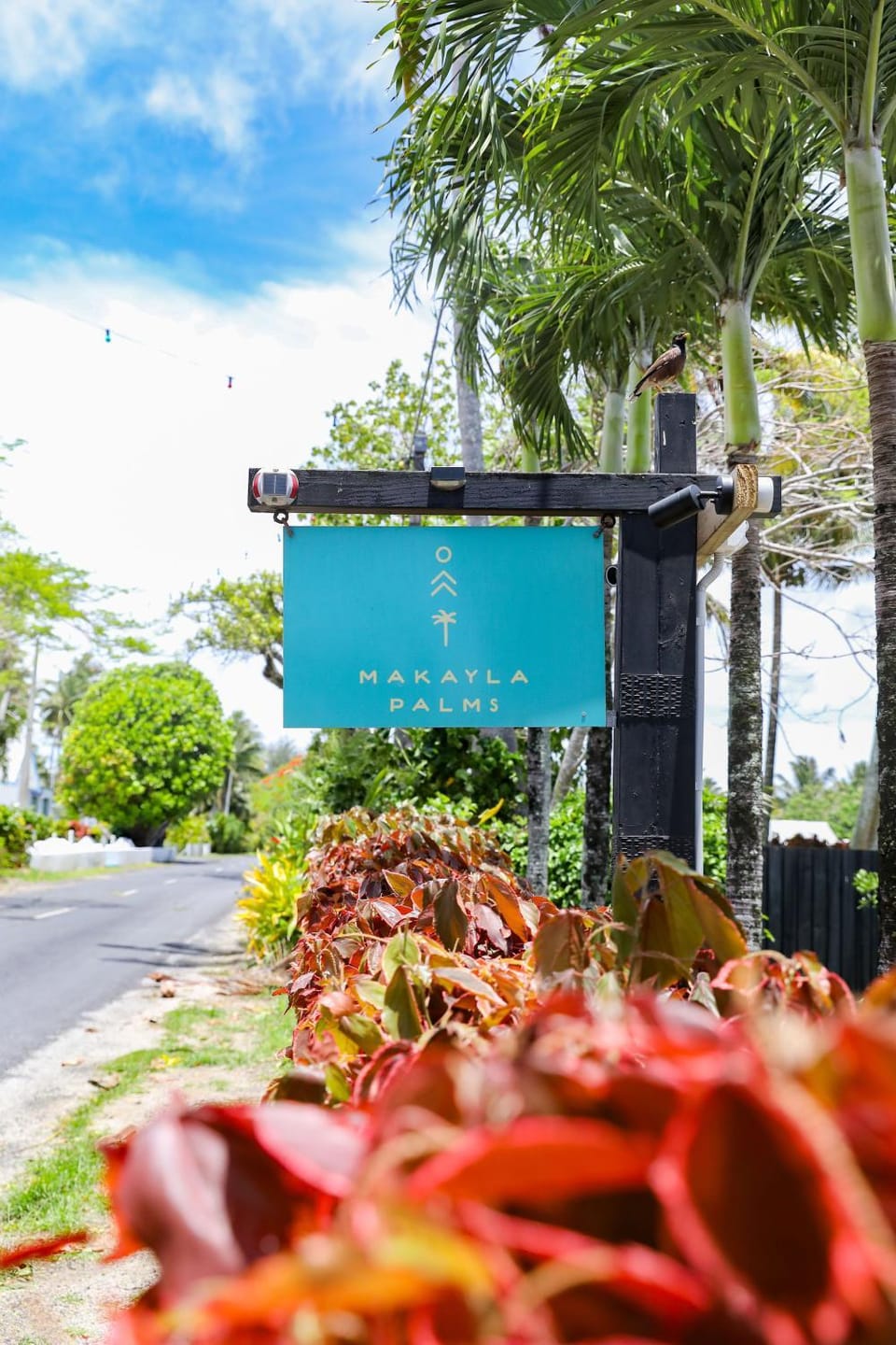 Natural landscape, Garden, Street view