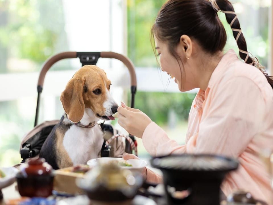 Restaurant/places to eat, pet friendly