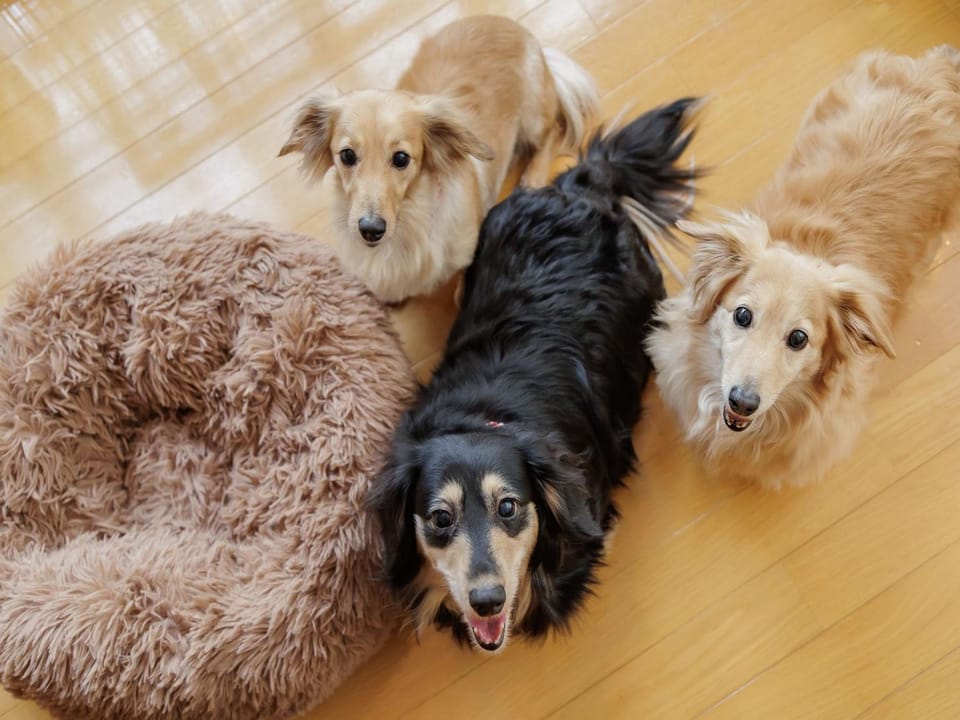 Pets, Pets, pet friendly, pet friendly