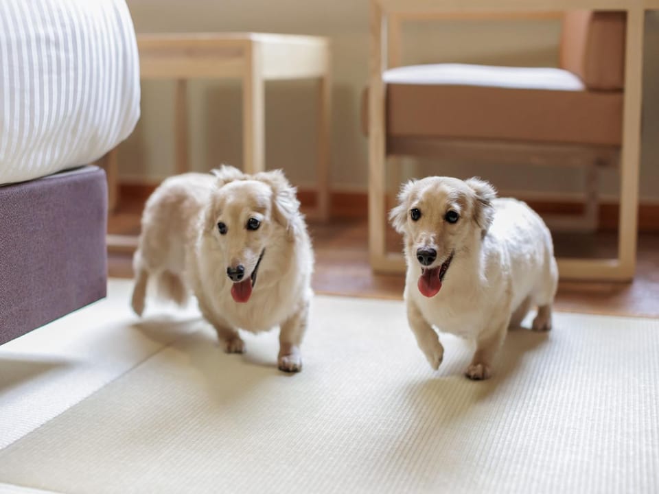 Pets, Pets, pet friendly, pet friendly