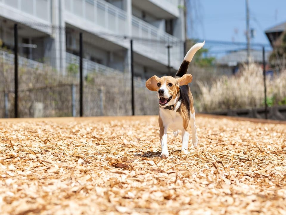Pets, Area and facilities, pet friendly