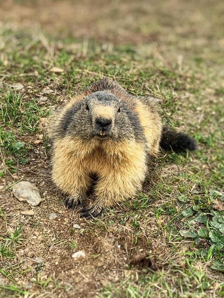 APPARTEMENT COSY AUX SAISIES n1 Apartment in Villard-sur-Doron