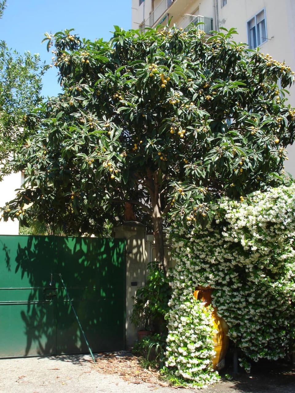 Garden, Garden view, Parking