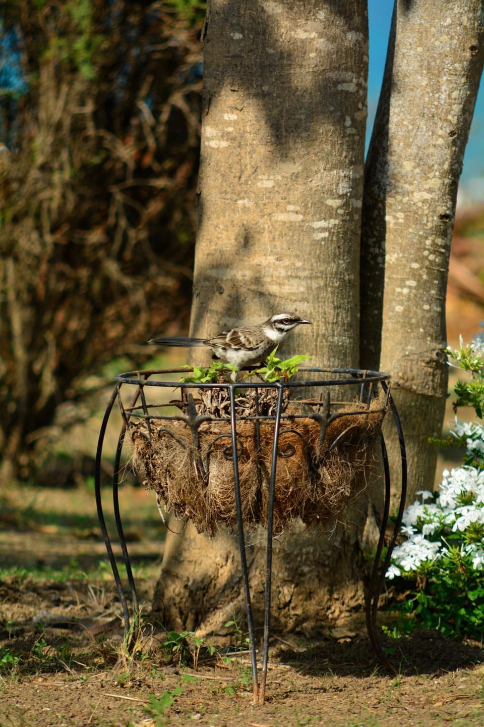 Day, Garden, Garden view