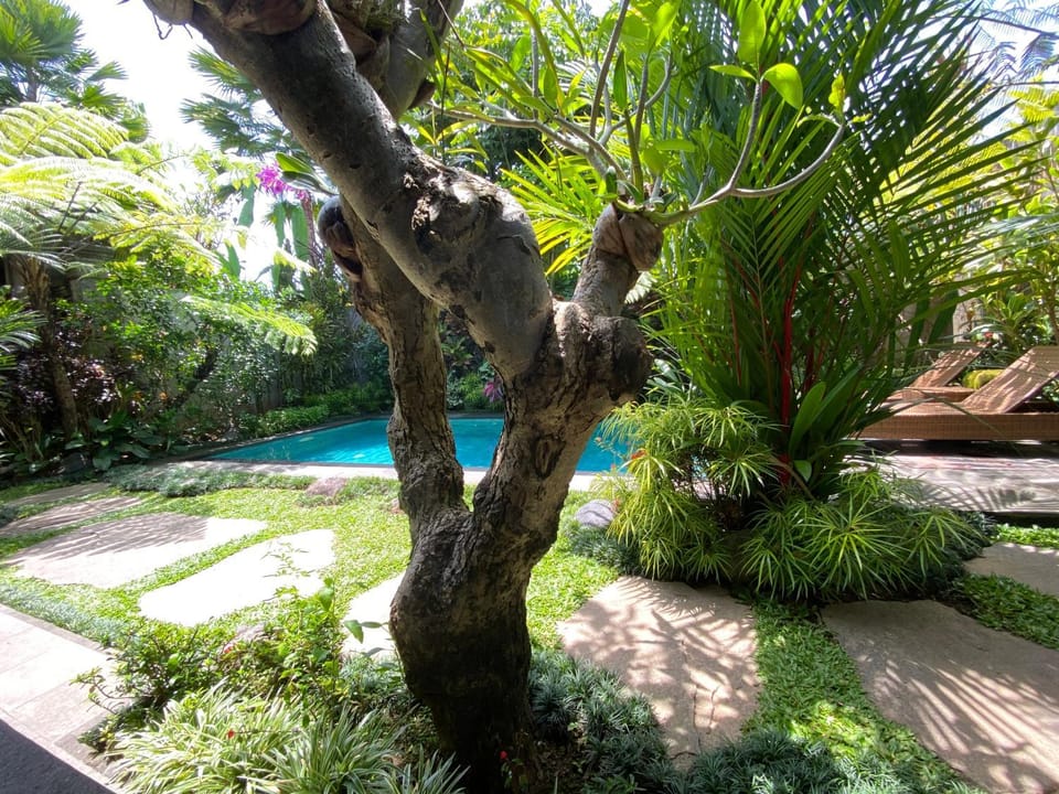 Natural landscape, Garden, Garden view, Pool view, Swimming pool