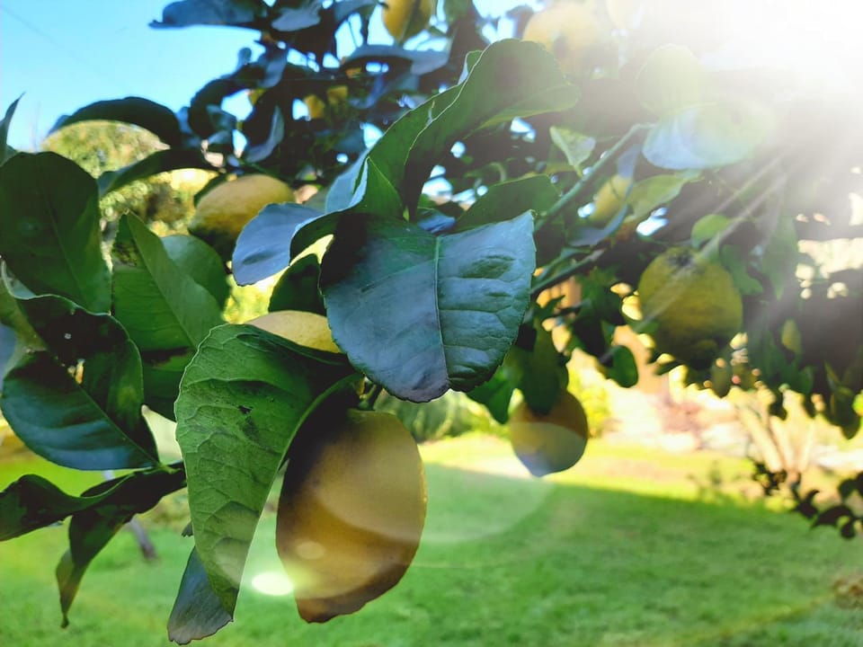 Garden, Hiking, Cycling, Pets, Garden view