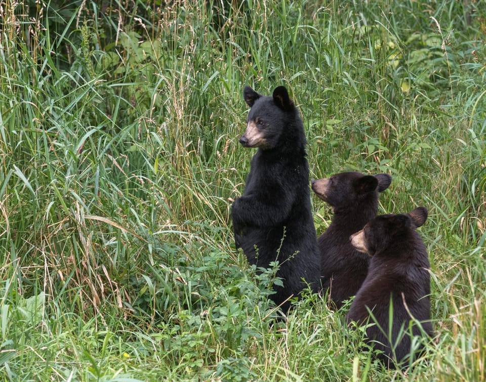 Time to Cuddle, WIFI, Near Pigeon Forge, 560 FREE tickets each paid day Chalet in Pigeon Forge