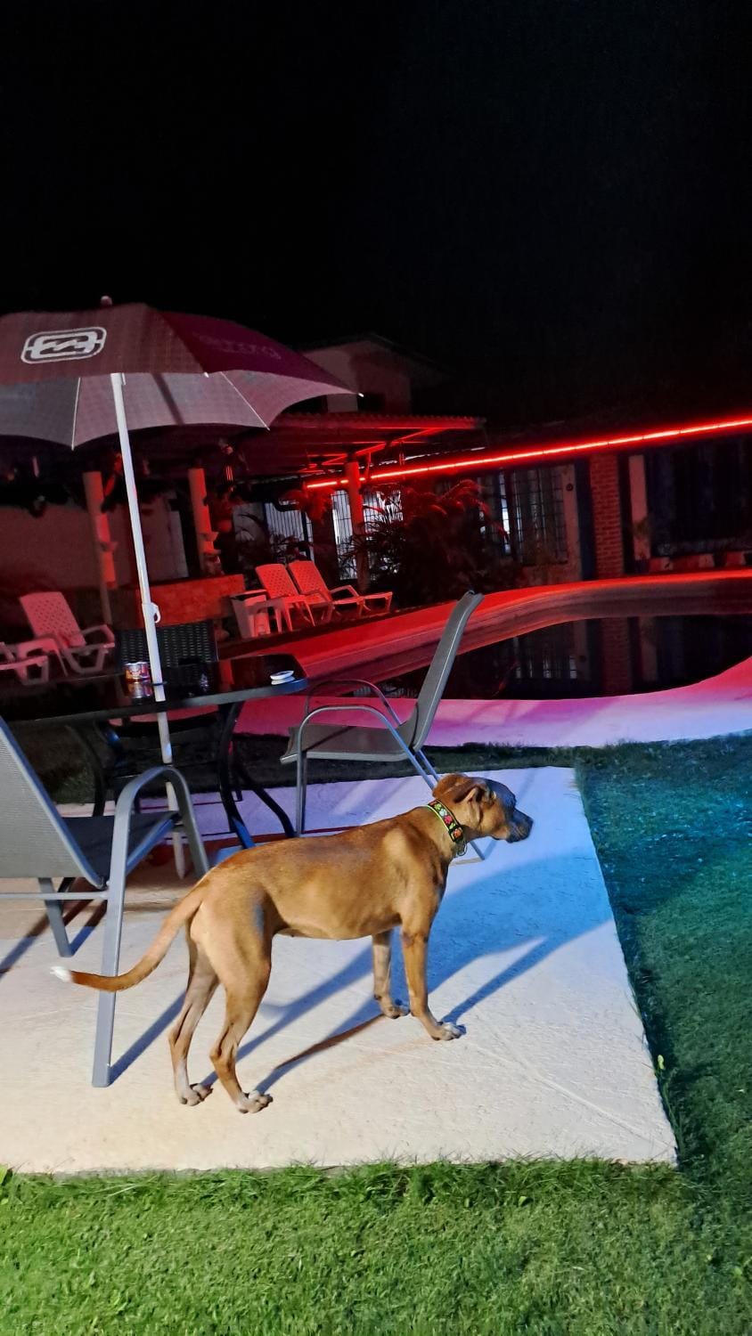 Pets, Swimming pool