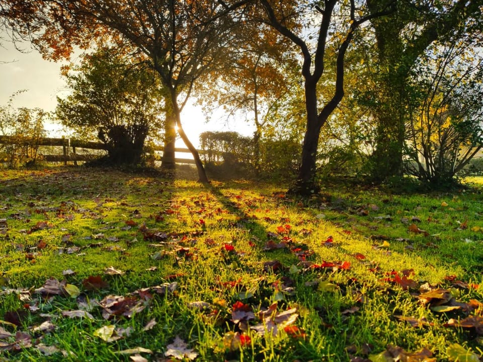 Natural landscape, Garden