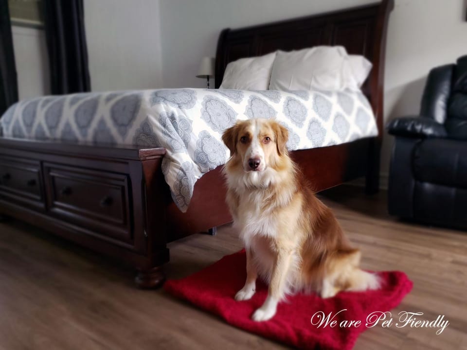 Pets, pet friendly