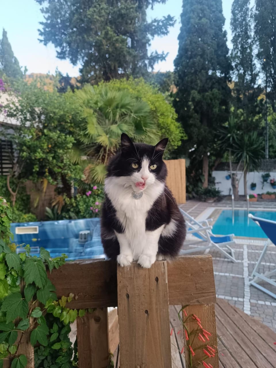 Pets, Pool view, Swimming pool