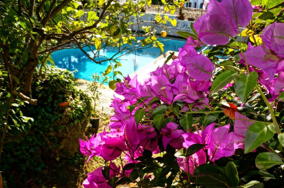 Patio, Garden, Floor plan, Pool view, Swimming pool