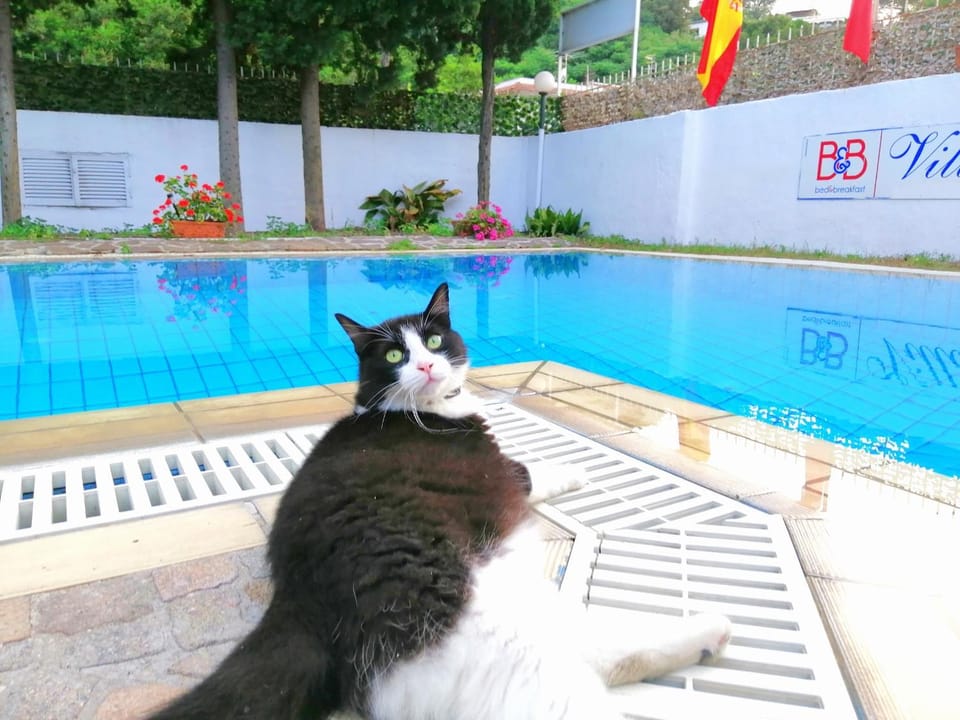 Pets, Pool view, Swimming pool