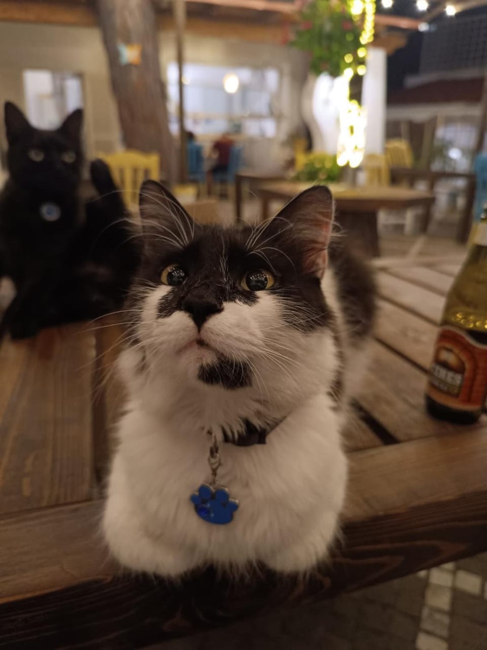 Pets