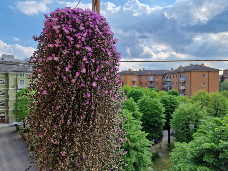 Day, Garden, Garden view