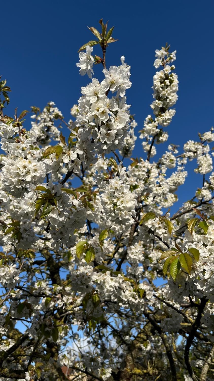 VILLA CATHY House in Cabourg