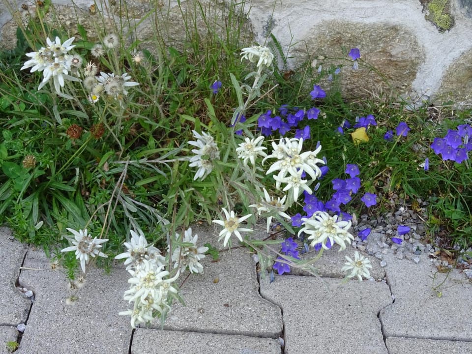 Ferienwohnung Traudl Singer Apartment in Innsbruck
