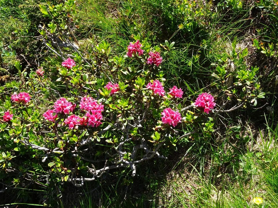 Ferienwohnung Traudl Singer Apartment in Innsbruck