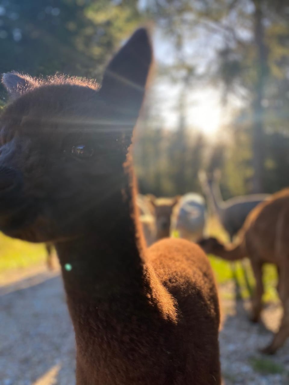 Alpacas Off Grid - Eco Cabin Cabin in Tasman District, Tasman, New Zealand