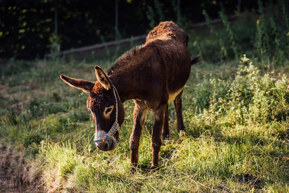 Day, Animals