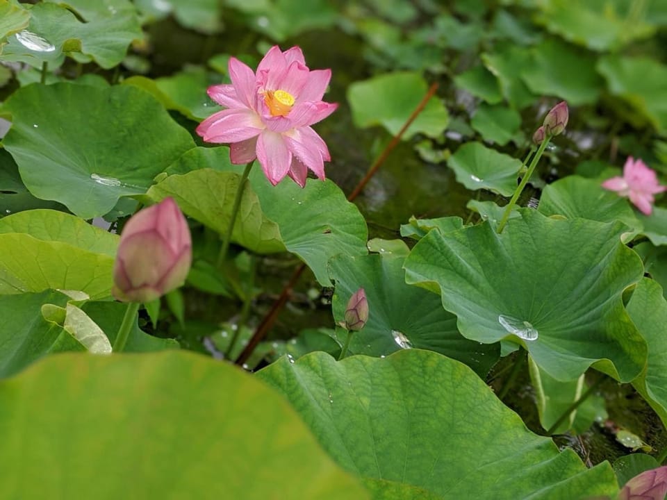 Ohanabatake Bed and Breakfast in Japan