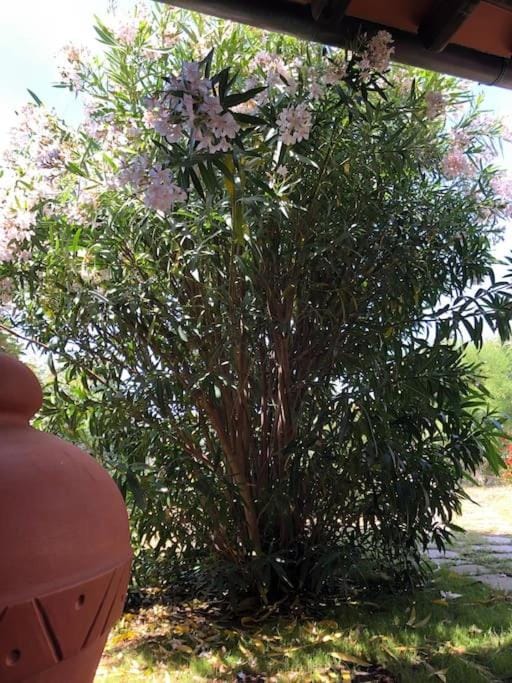 Spring, Garden view