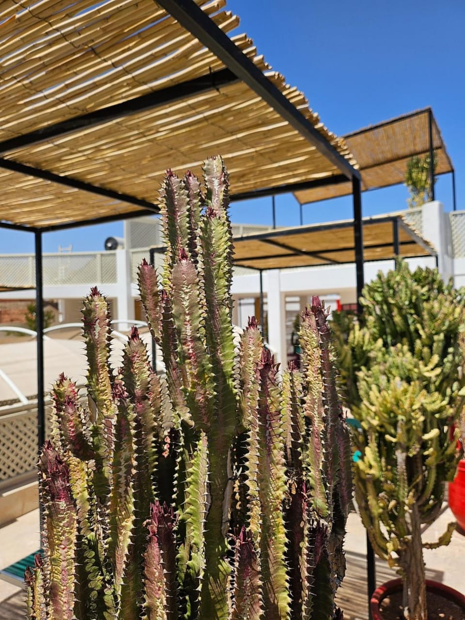 Solarium, Balcony/Terrace