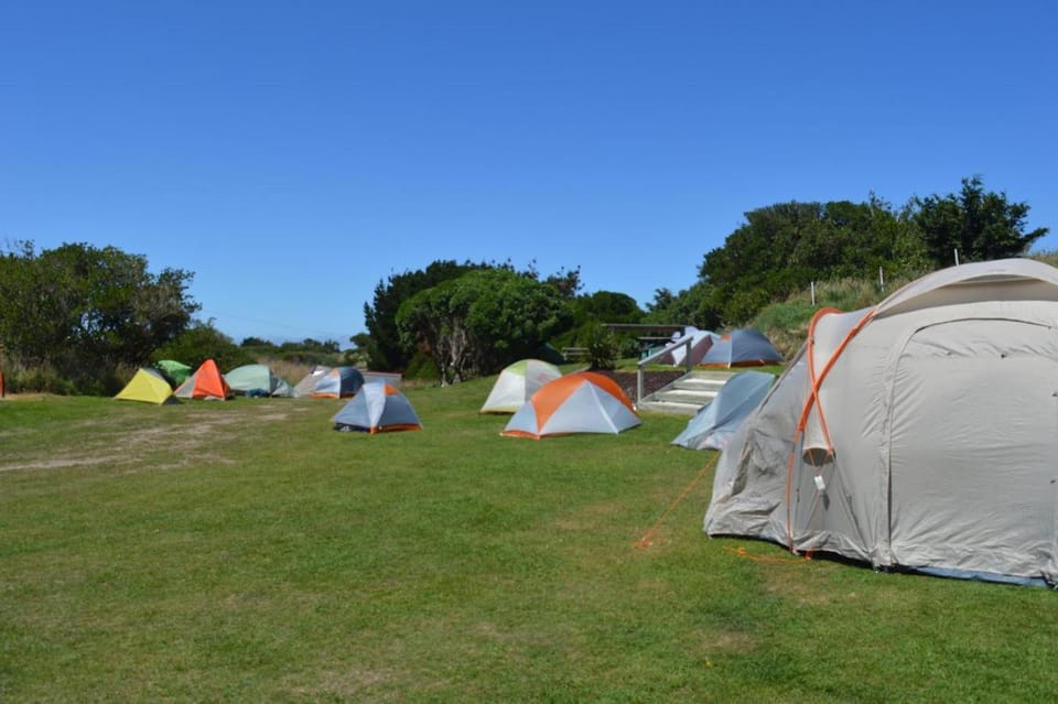 Dunedin Holiday Park Campground/ 
RV Resort in Dunedin
